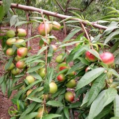 山东任城中油12号油桃欢迎合作