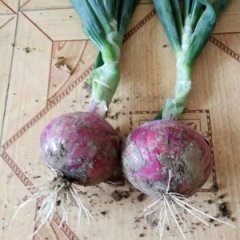 惠民洋葱18206588112牛