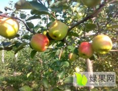 运城市临猗县早熟藤木巨森夏季苹果