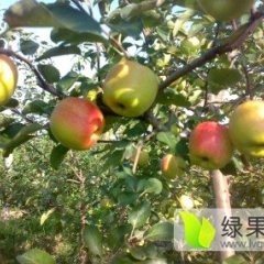 运城市临猗县早熟藤木巨森夏季苹果