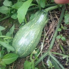 枝江金韩密本南瓜即将上市，第一年种植南瓜