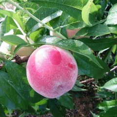 明光张八孙振6月春雪蜜桃