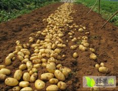 山东惠民荷兰十五土豆产销两旺