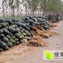 2016中牟冬瓜现在订货有惊喜