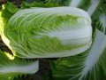 2016围场白菜马上上市了