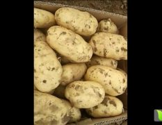 2016栾城土豆现在订货有惊喜