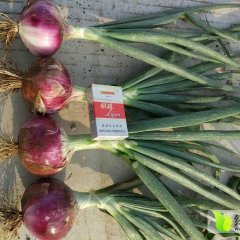 栾城洋葱聚焦市场,栾城张强彬诚信合作