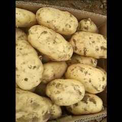 河北栾城荷兰七号土豆营养丰富