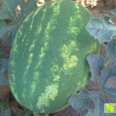 河北隆尧京欣西瓜假一赔十