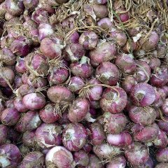 河北定州紫皮洋葱早买早赚