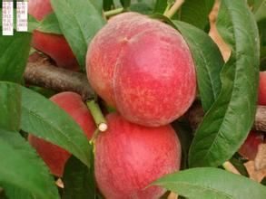 怎么在家种植桃子 resize,m_fill,w_320,h_210