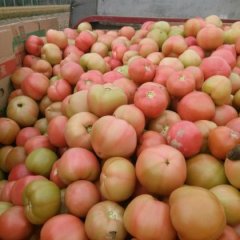 牡丹马岭朱广柱6月硬粉西红柿