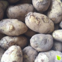 藁城土豆香甜可口常安王凯诚信合作