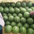 新民市梁山镇西瓜品种有京欣，欣胜，888，甜王