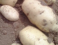 2016肥城土豆值得出手