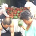 山东寒亭早春红玉西瓜绿色无公害