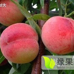 蒙阴县桃墟镇被誉为蜜桃之乡