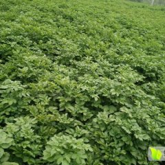 泗水土豆火热上市,泗张周鹏诚信合作