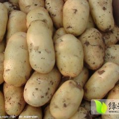 河北隆尧荷兰十五土豆是名优特产