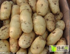 河北隆尧荷兰十五土豆是名优特产