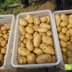 河北曲周荷兰十五土豆长势旺盛