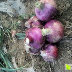 定州城南王永杰6月紫皮洋葱