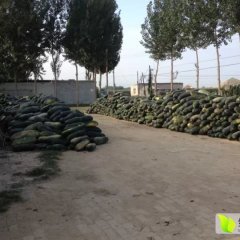 河北省清苑清凉城村冬瓜基地。