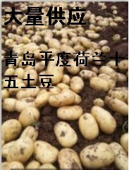 2016平度土豆抓住商机无限