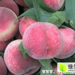 单县蜜桃香甜可口,光明朱银良诚信合作