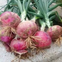 汝州洋葱即将上市，主要品种为红星七号