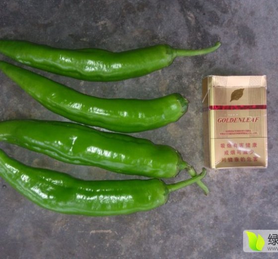 2016年河南新野301辣椒价格