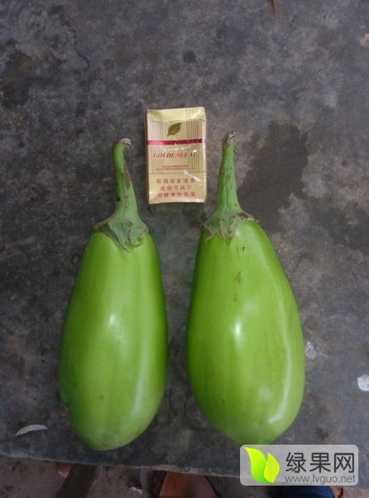 2016年河南新野青皮茄子价格