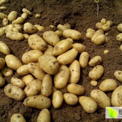 2016惠民土豆大量上市中