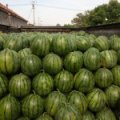 山东东明京欣西瓜著名品牌