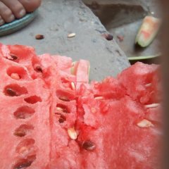 品种，黑皮黑霸王