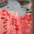品种，黑皮黑霸王