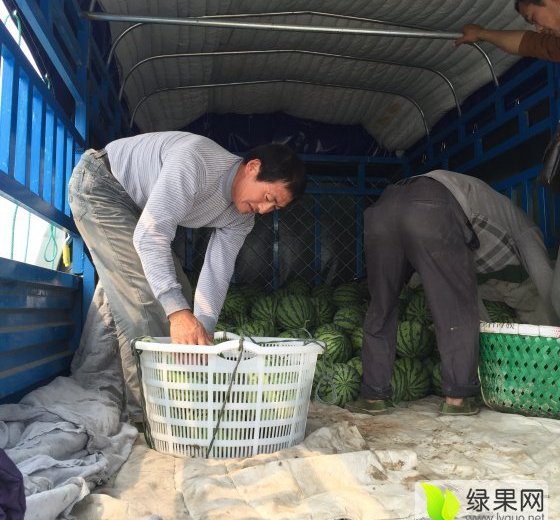 2016年江苏东台8424西瓜价格
