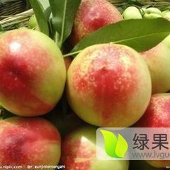 大荔安仁张永超5月中油5号油桃