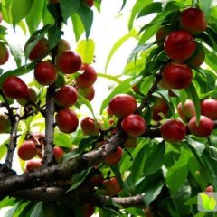 临猗东张荆成文6月大量供应油桃上市