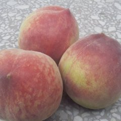 2016临猗蜜桃现在订货有惊喜