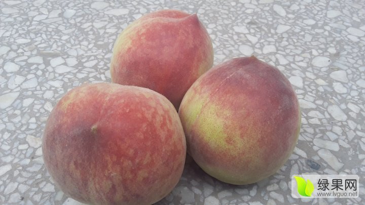 2016年山西临猗突围，春美价格