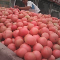 2017年商河县孙集镇西红柿春柿子