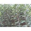 梨树苗、新品种梨树苗、3-6公分山西产地梨树苗