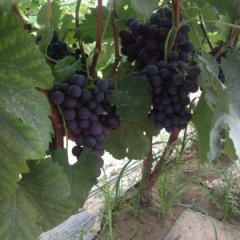 河北威县种植葡萄的专业村夏黑葡萄