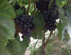 河北威县种植葡萄的专业村夏黑葡萄