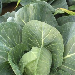 河北武安中甘21甘蓝火爆招商中