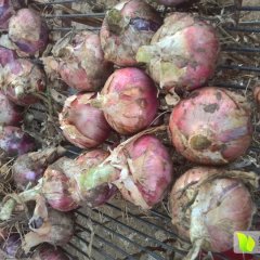 山东单县红皮洋葱