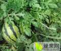 新民梁山时明奎6月地雷瓜西瓜