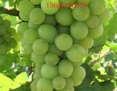 夏黑芽变葡萄新品种 适合盆栽 盆栽葡萄管理