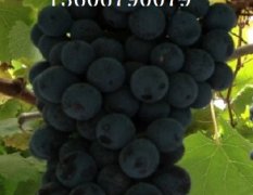 夏黑葡萄苗价格 优质品种 种植葡萄成本
